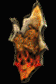 Effigy of Dialon